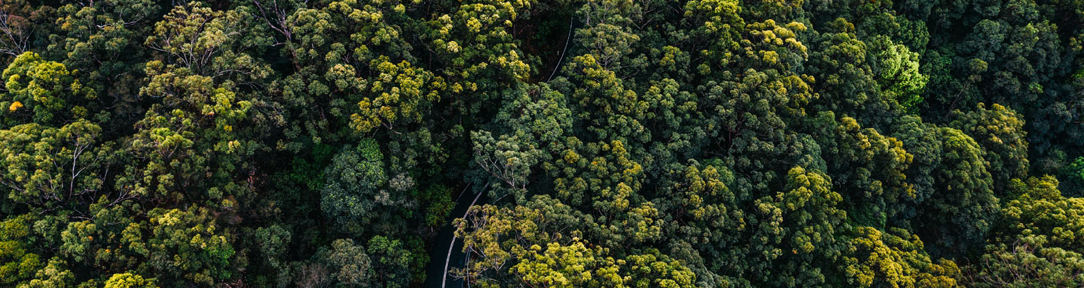 forest road